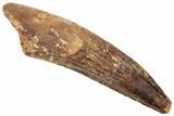 Fossil Spinosaurus Tooth - Real Dinosaur Tooth #322307-1